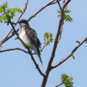 Eastern Kingbird!! Protecting the Orioles!!!