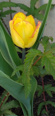 Tulipe magnifique! Saint-Jérôme, QC