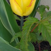 Tulipe magnifique!