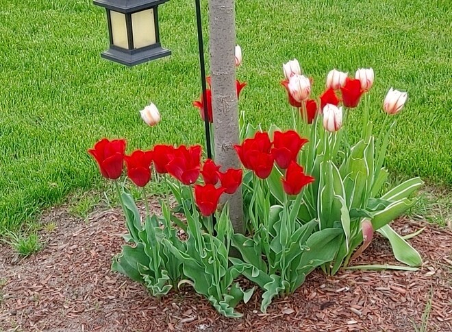 beautiful tulips Tilbury, ON