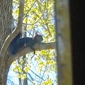 squirrels hanging out