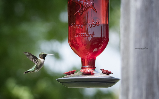 Ruby Throated Hummingbird Niagara Falls, ON