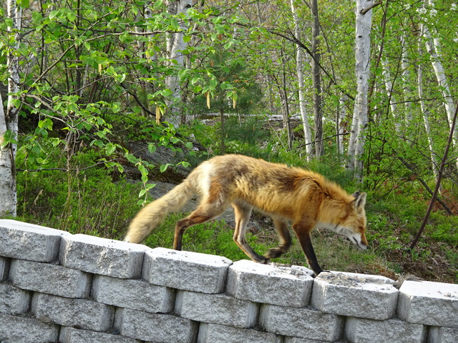 Wild Fox Sudbury, ON