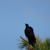 Two Red Winged Blackbirds