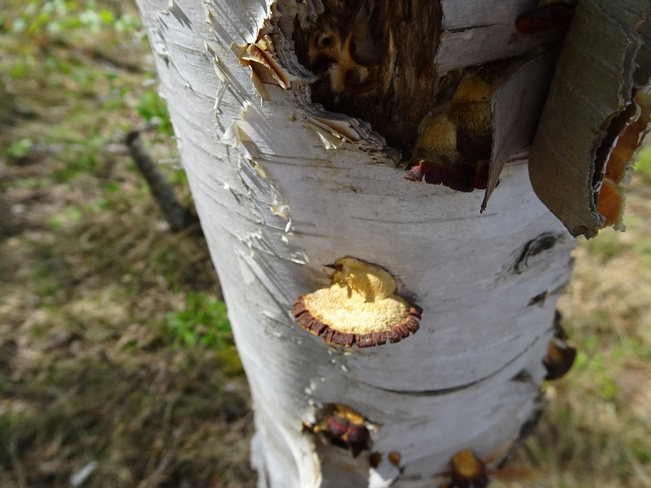Pretty Fungus Sudbury, ON