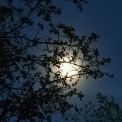 lune 🌙 voilée