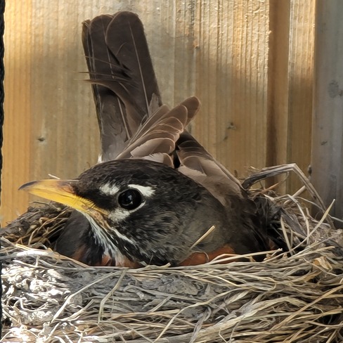 Female robins Kanata, ON