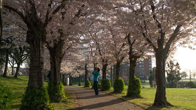 Cherry Blossoms Burlington, Ontario, CA