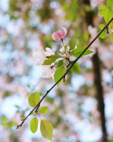 Apple blossom New Tecumseth, Ontario, CA