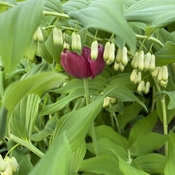 Hidden Tulip