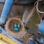Ford tractor blue Robin's eggs