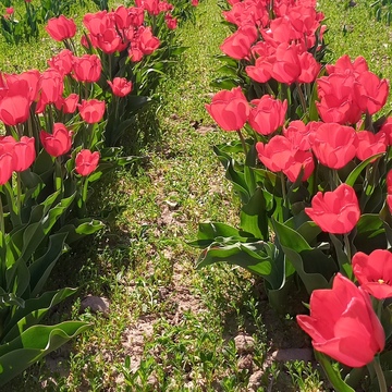 Aux Tulipes