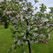 Our beautiful apple tree.