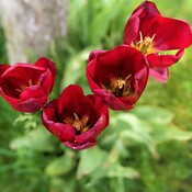The last tulips