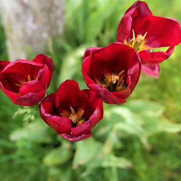 The last tulips