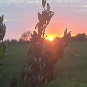 Queensville Farm sunset