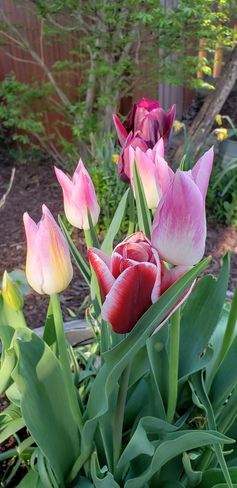 tulips Tilbury, ON