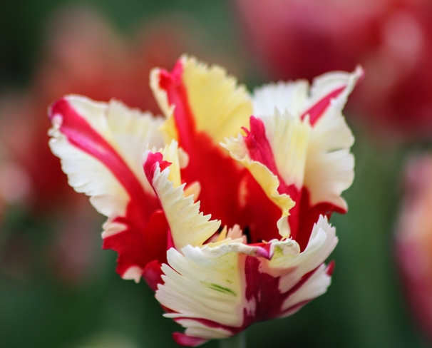 Tulip Ottawa, Ontario, CA