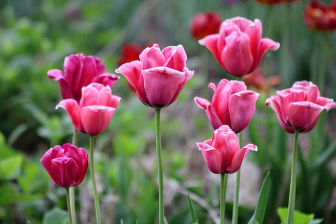 Tulips Ottawa, Ontario, CA
