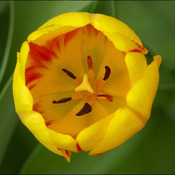 Tulip, Elliot Lake.