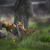 Red Fox Momma & Her Kit