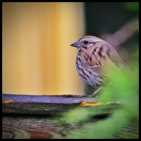 Morning Sparrow Orléans, Ontario | K1C 6V9