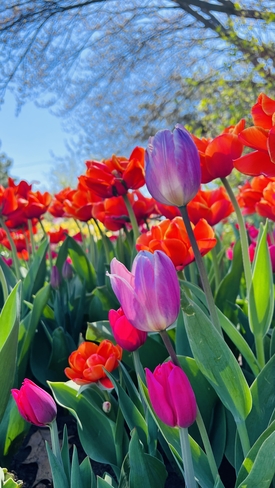 Tulips Ottawa, Ontario, CA