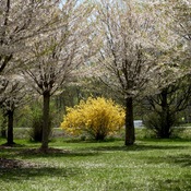 Flowering Japanese Cherry Trees and Forsythia Bush
