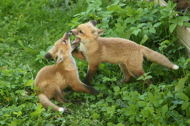Fox Cubs Guelph, ON