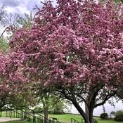 Beautiful crabapple trees in bloom!!