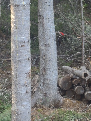 Pileated woodpecker The Glades, NB