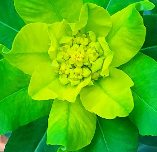 Euphorbia Etobicoke, ON