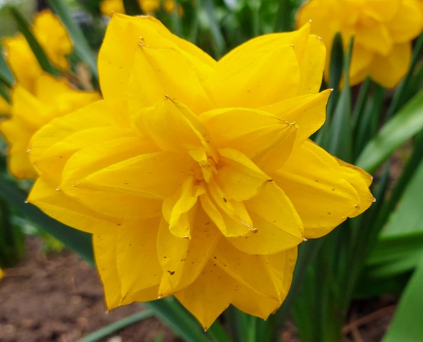 Daffodil Etobicoke, ON