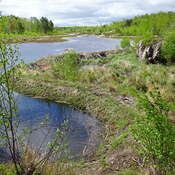 Beaver Dam Along A Creek