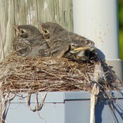 Almost ready to leave the nest at 12 days