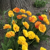 Bright double daffodils
