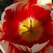 May 17 2022 Tulip - My favorite flower in Spring - Thornhill