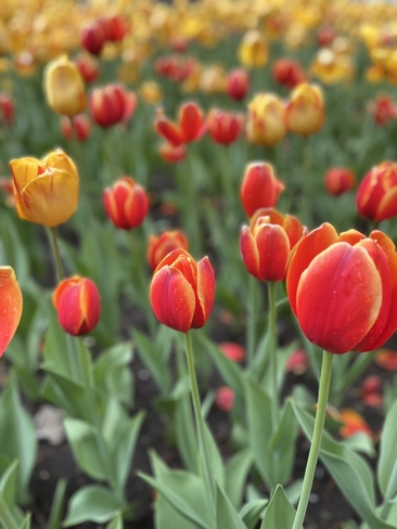 Beautiful Tulips Ottawa, Ontario, CA