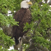 Eagle in Beckwith