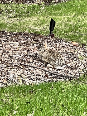 Hidden Rabbit Winnipeg, Manitoba, CA