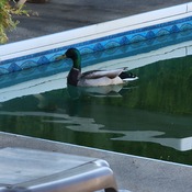 Canard dans notre piscine 2