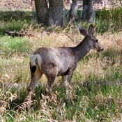 Deer at Inglewood Bird Sanctuary