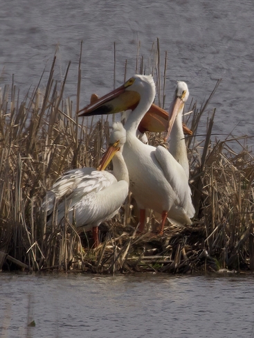 White Pelicans Echo Bay, Ontario, CA