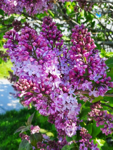 Thankfully sweet smelling lilacs Kingston, ON