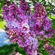 Thankfully sweet smelling lilacs