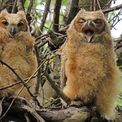 2 Great Horned Owlets, Roosting and Yawning