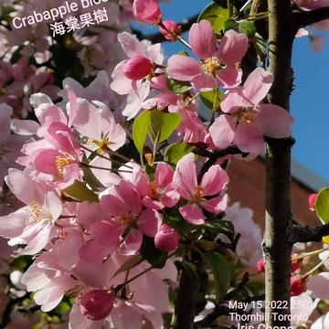 May 15 2022 25C Crabapple blossom - beautiful Sunday morning in Thornhill