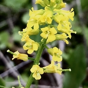 Yellowrocket Herb