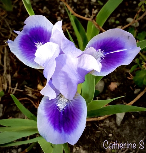 Irises are in bloom:) Toronto, Ontario, CA