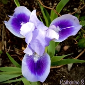 Irises are in bloom:)